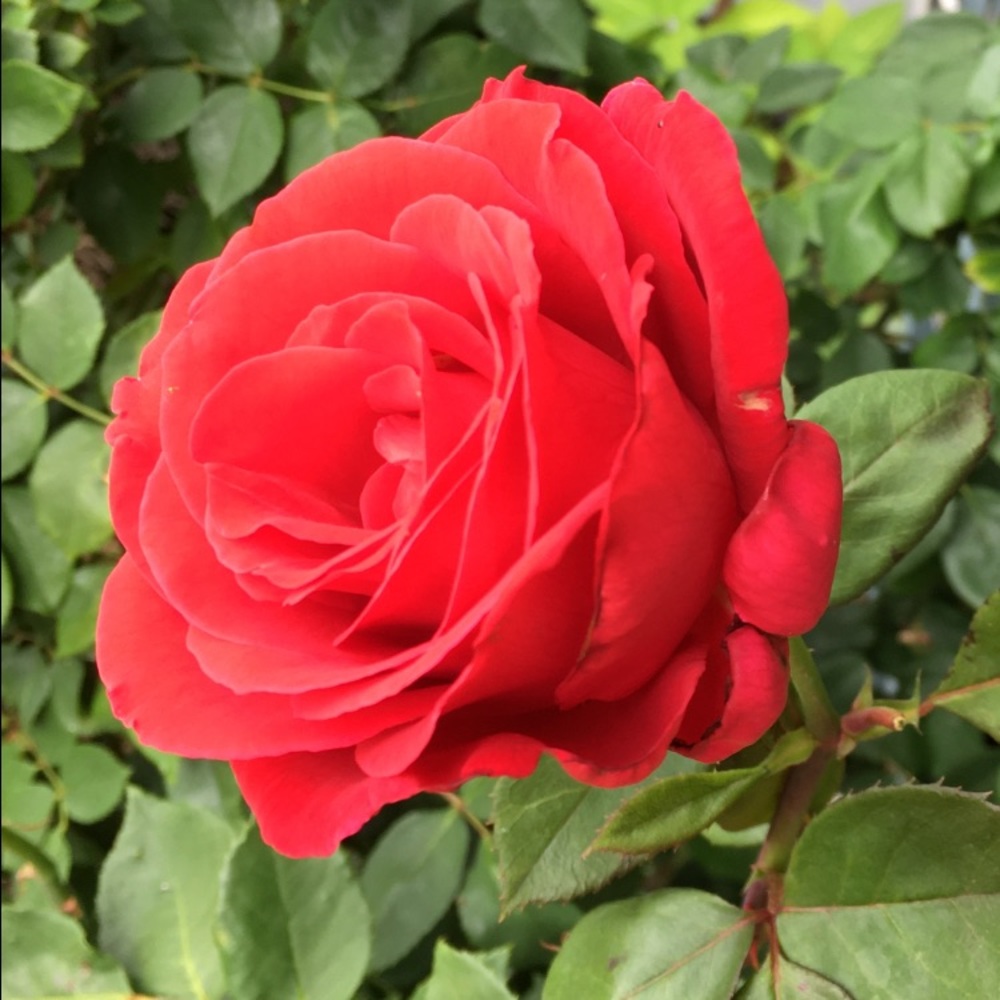 Meet your Posher, Denise